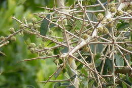 Image of African osage-orange