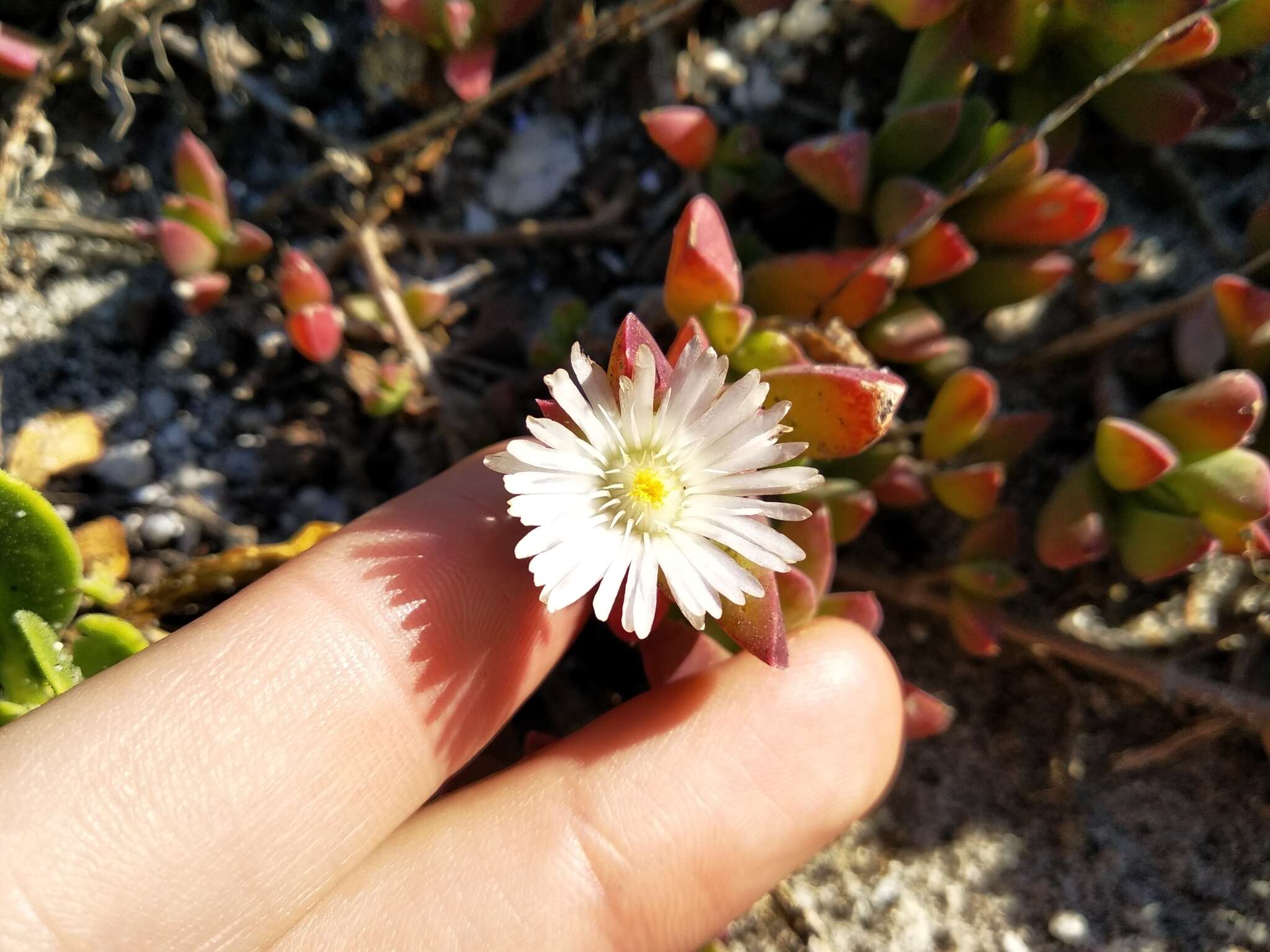 Image of Delosperma guthriei Lavis