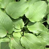 Imagem de Hosta sieboldiana (Hook.) Engl.