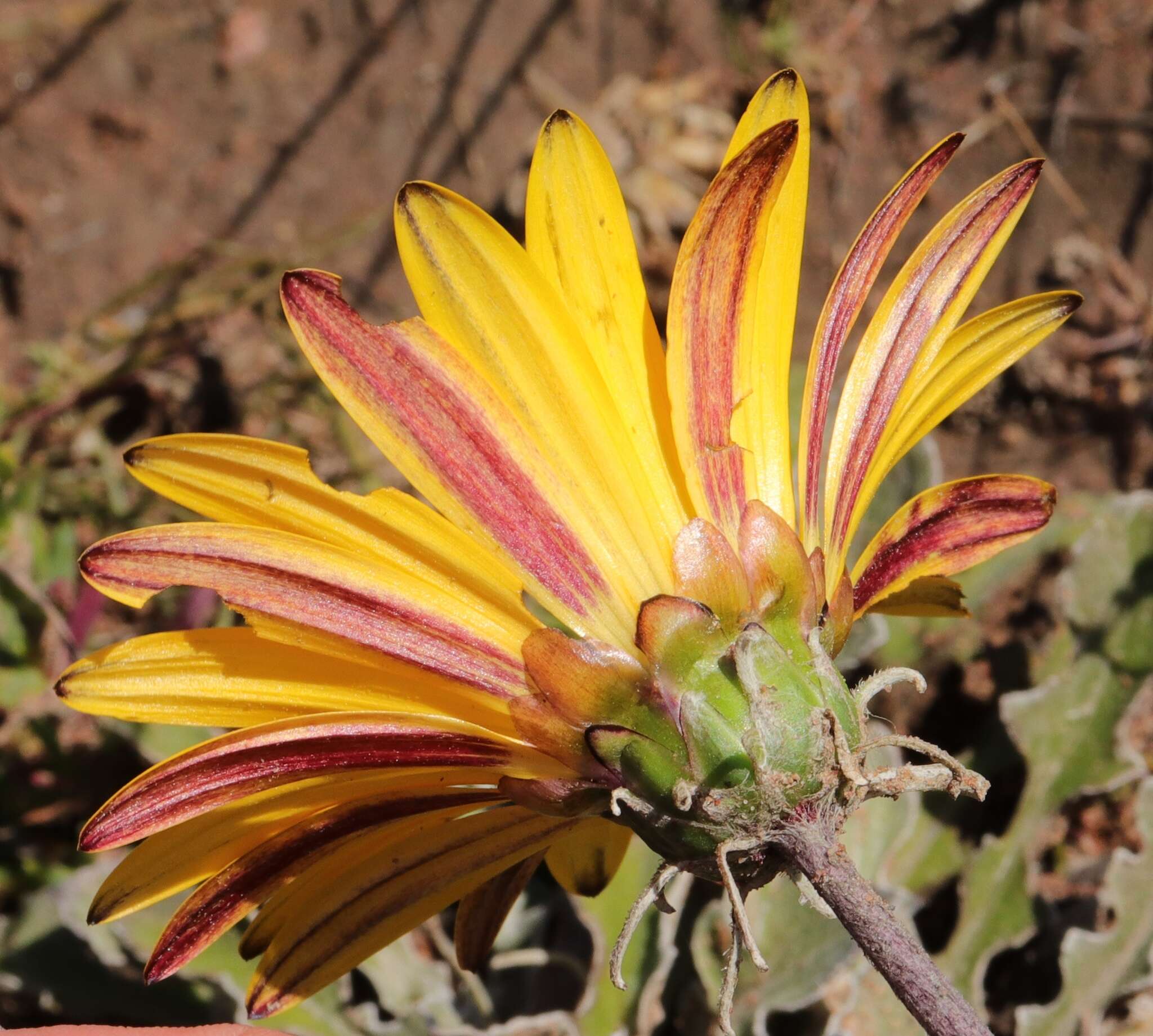 Image of Arctotis acaulis L.