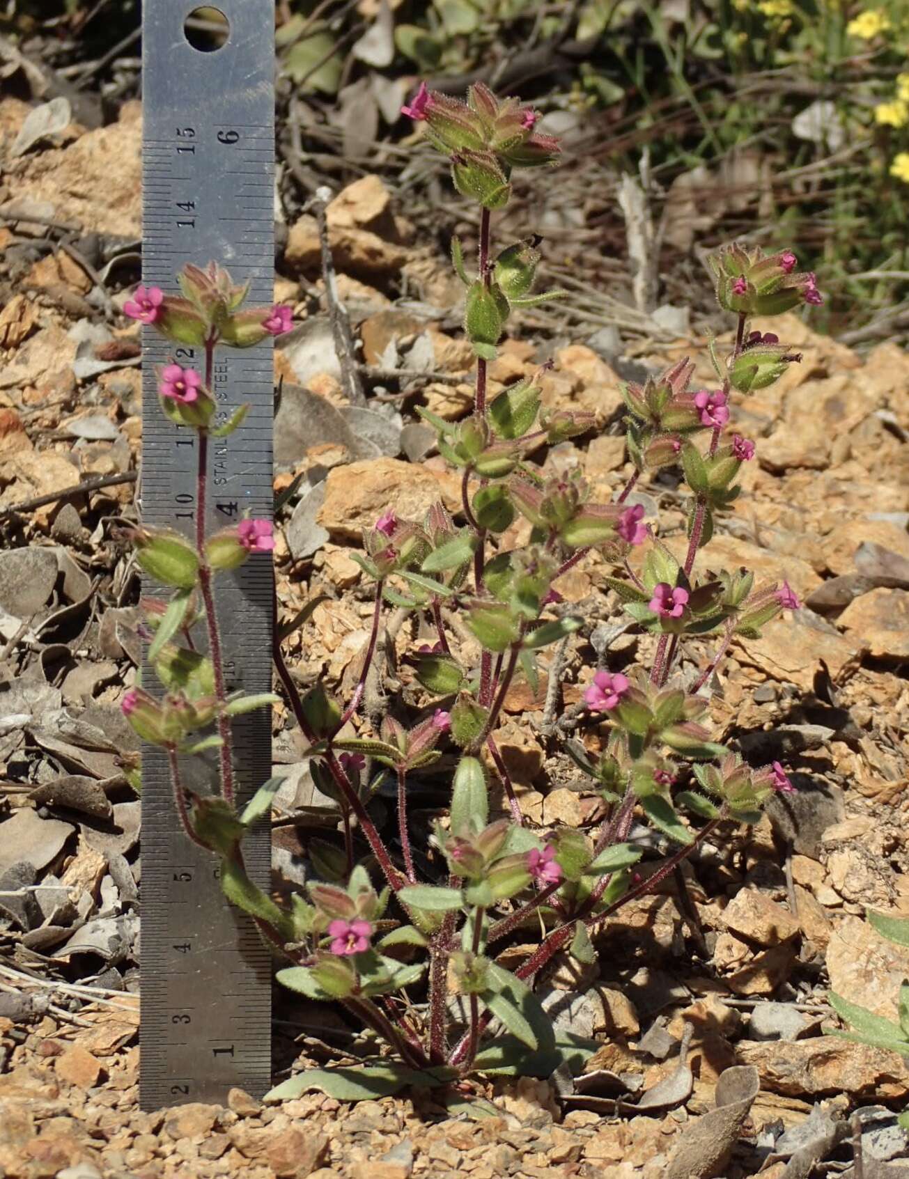 Image of Rattan's monkeyflower