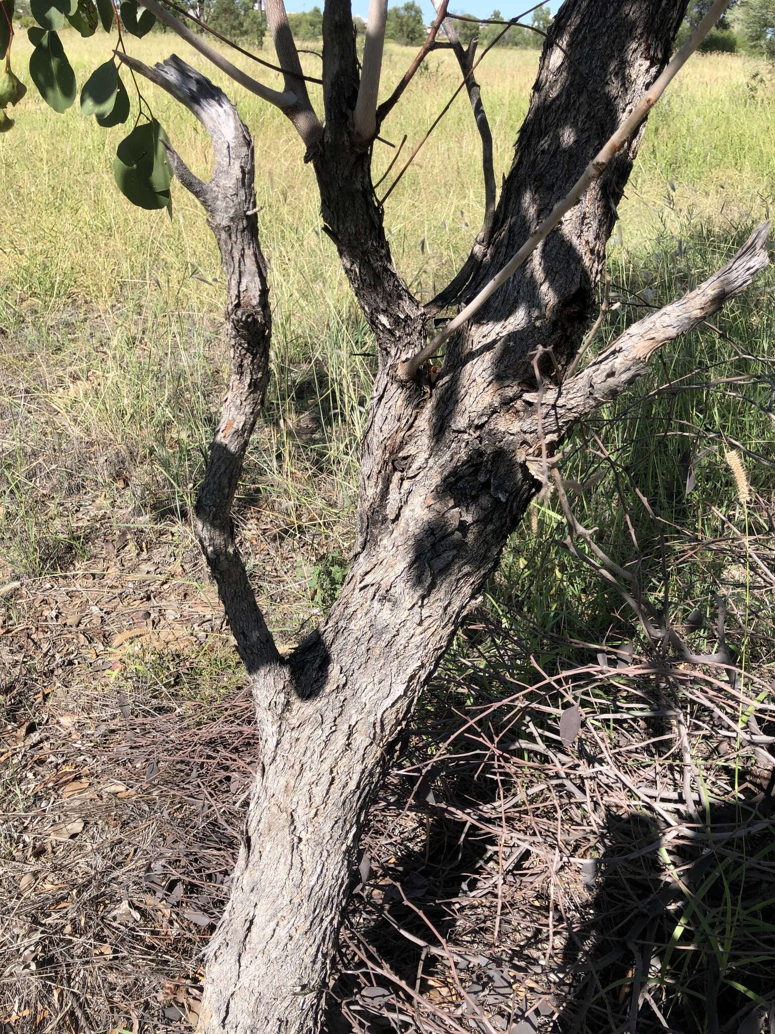 Image of Eucalyptus populnea F. Müll.