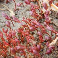 Image de Suaeda calceoliformis (Hooker) Moquin-Tandon