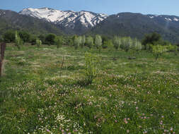 Image of Tulipa saxatilis Sieber ex Spreng.