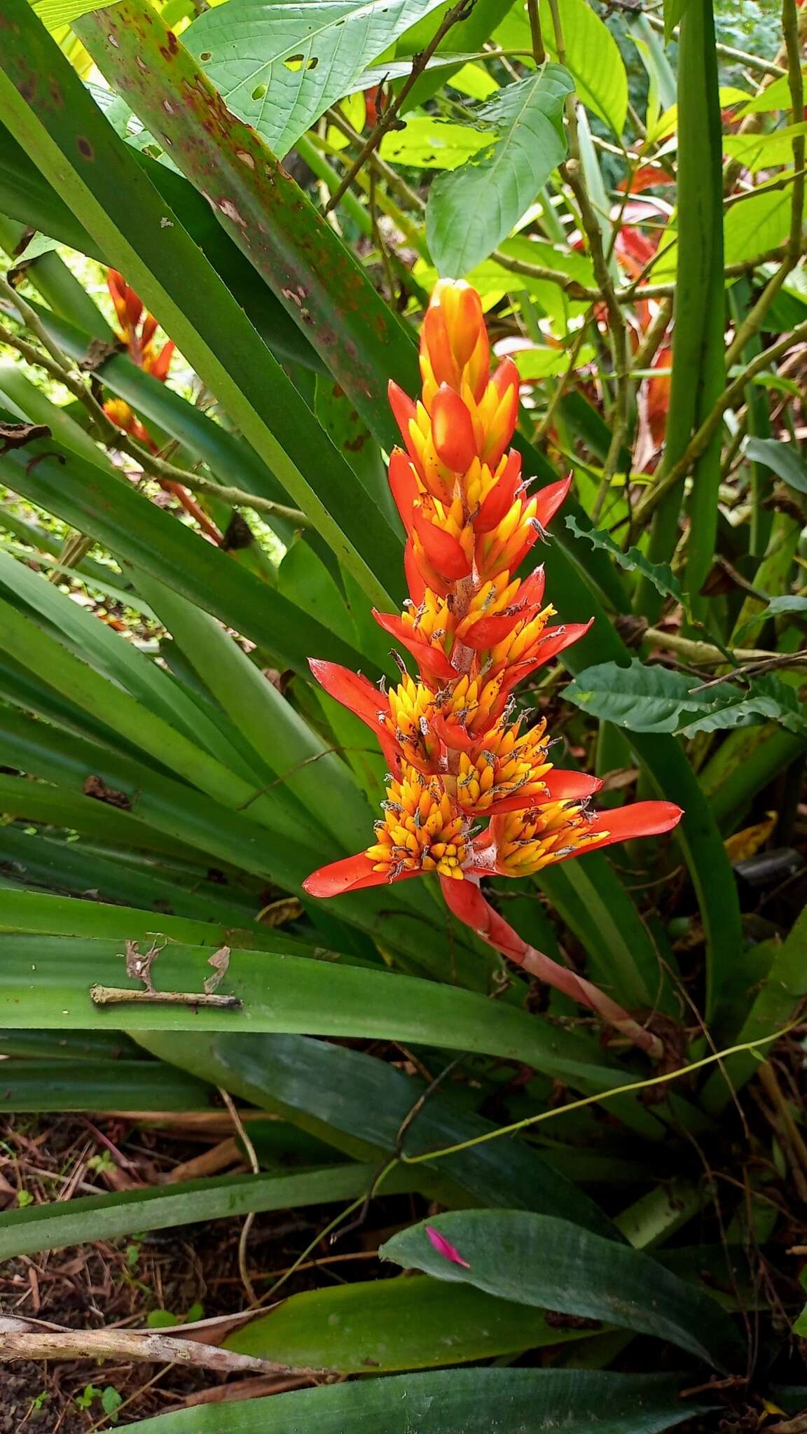 Image of Aechmea catendensis J. A. Siqueira & Leme