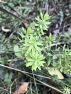 Image of Linum monogynum var. chathamicum Cockayne