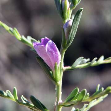 Image of Eremophila divaricata (F. Muell.) F. Muell.