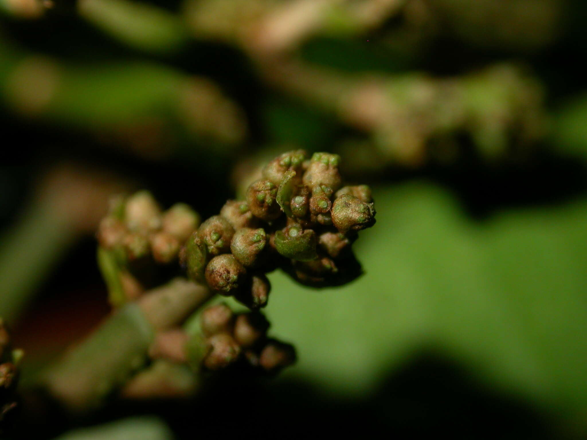 Image of Miconia commutata Almeda