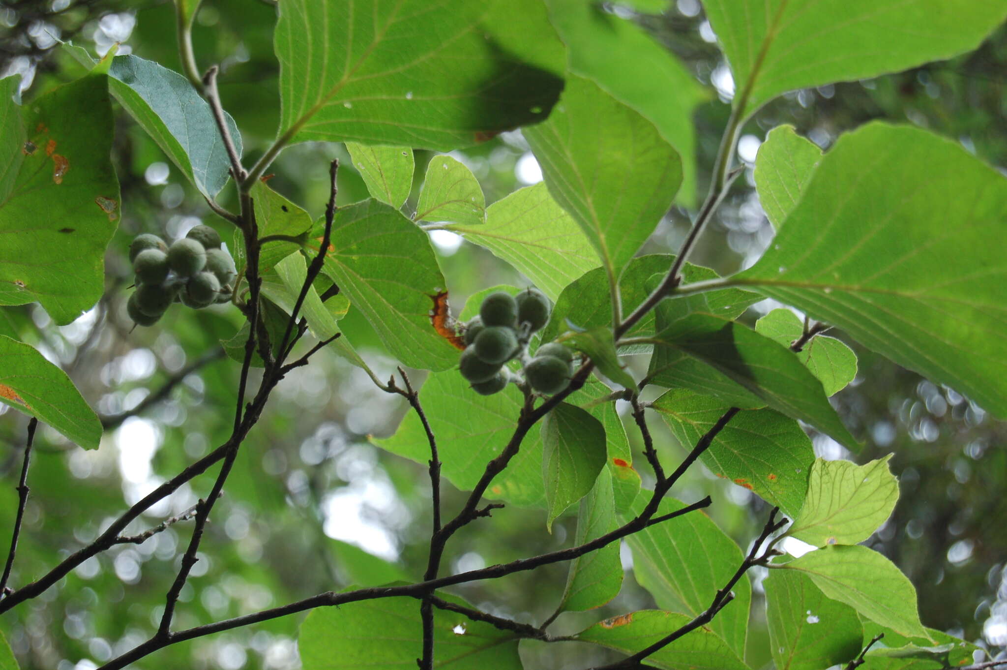 Image of Styrax glabrescens Benth.