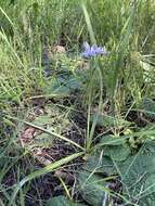 Image of Hyacinthoides mauritanica (Schousb.) Speta