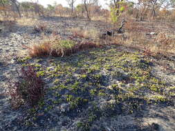 Image of Diospyros chamaethamnus Mildbr.