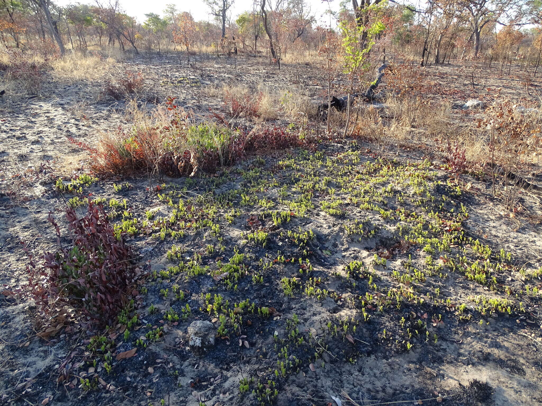 Image of Diospyros chamaethamnus Mildbr.