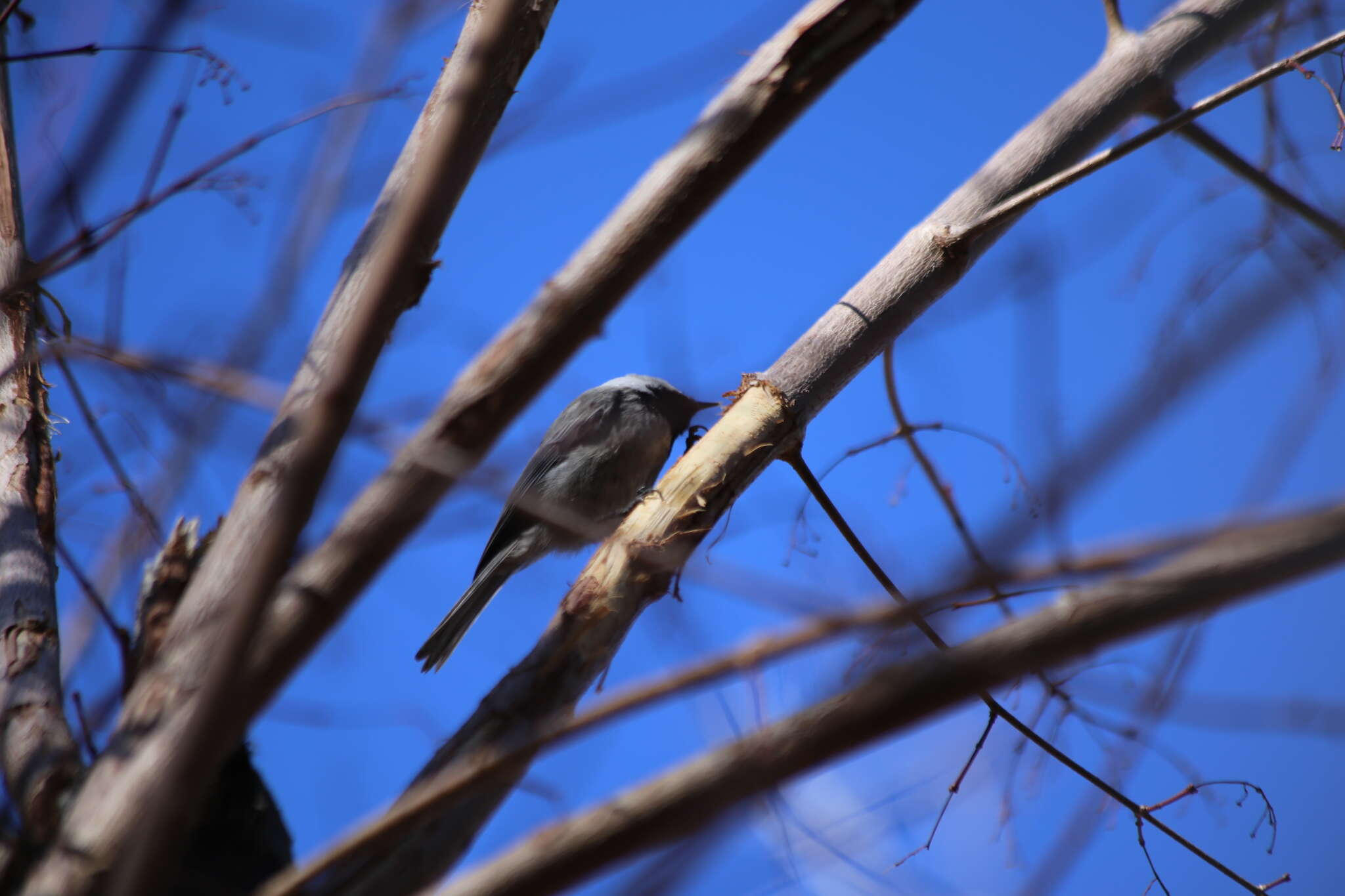 Image of <i>Poecile gambeli abbreviatus</i>