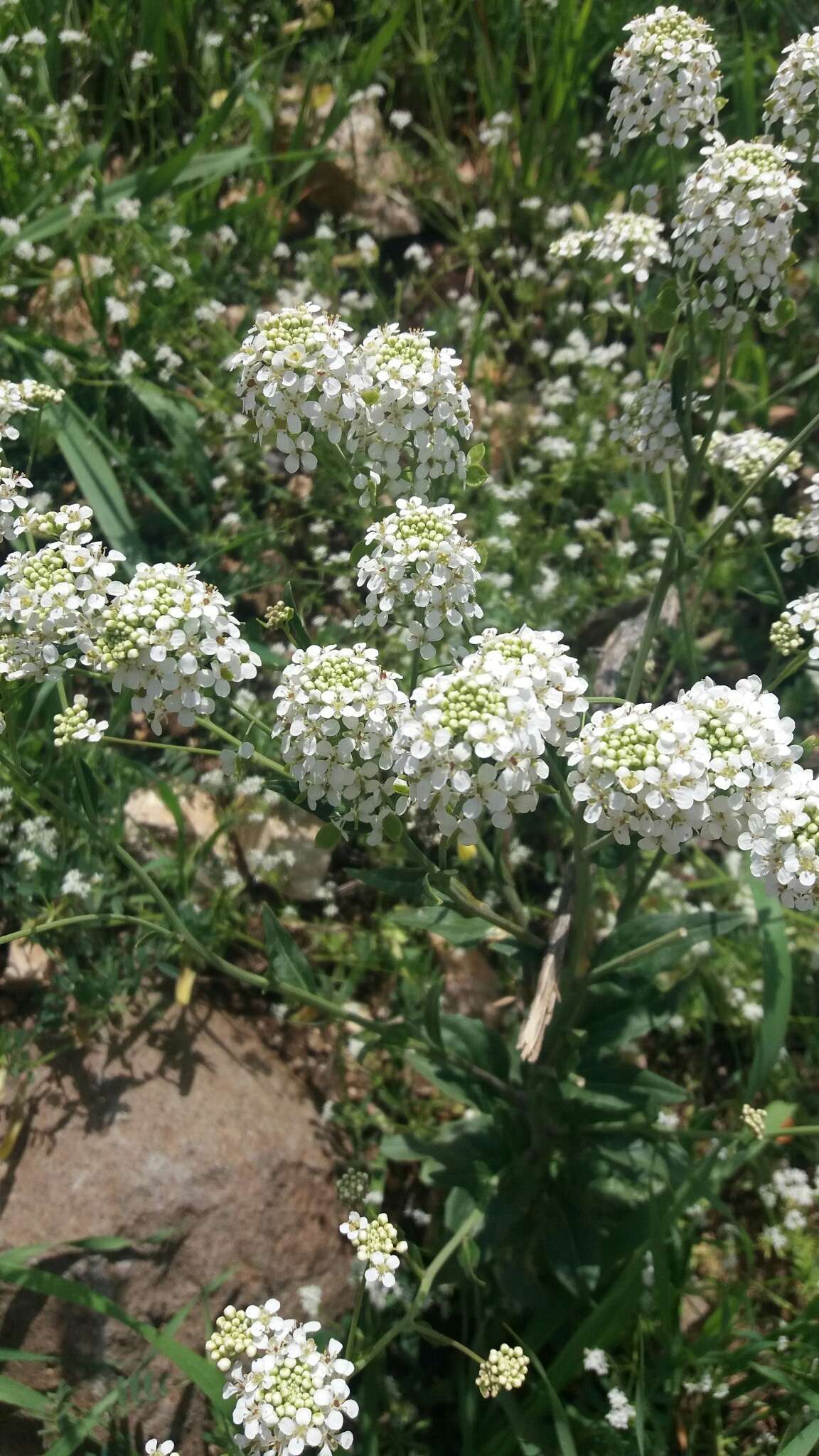 Imagem de Peltaria angustifolia DC.