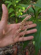 Image of Persicaria ferruginea (Wedd.) Sojak