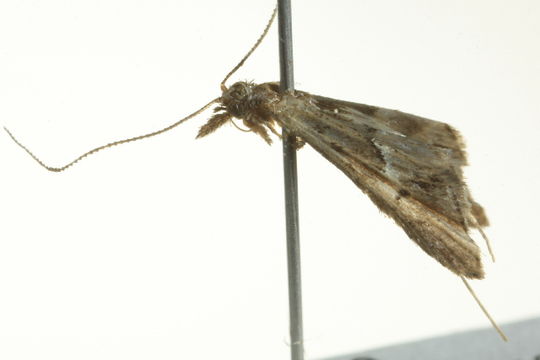 Image of <i>Tineodes adactylalis</i> Guenée 1854