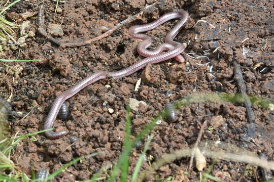 Image of Rena humilis humilis Baird & Girard 1853