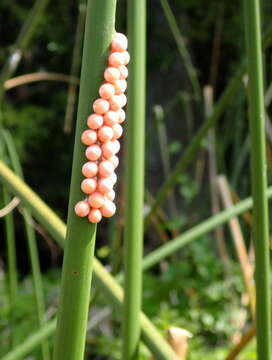 Image of Florida Applesnail