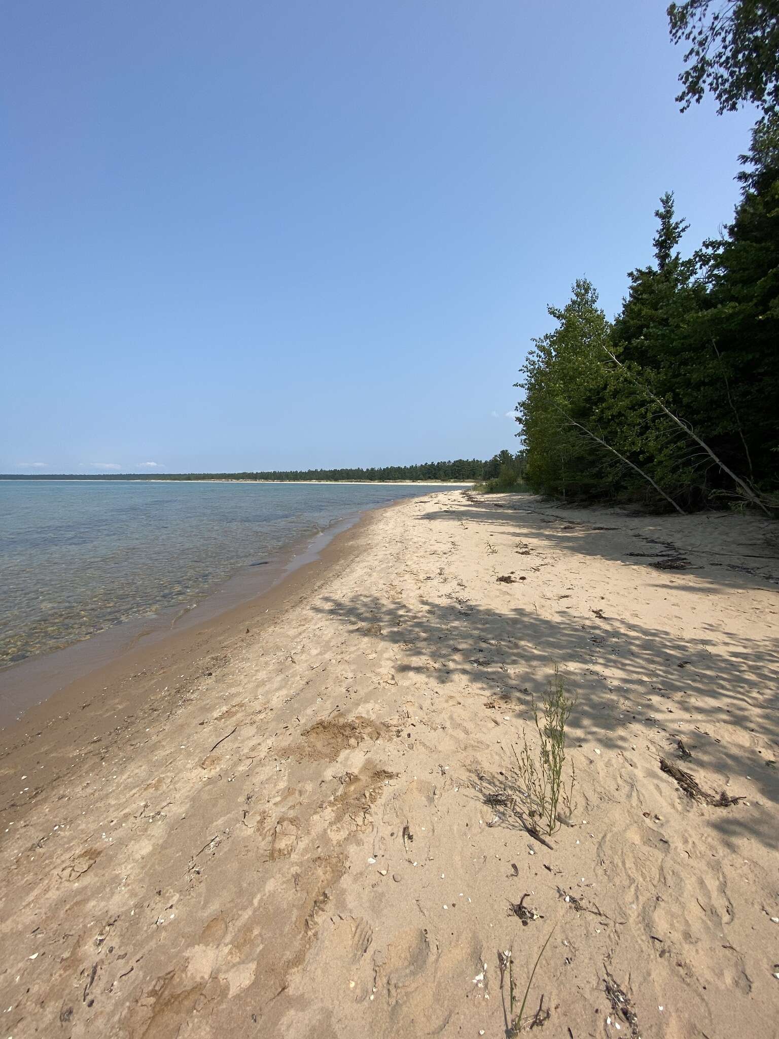 Image of bushy knotweed