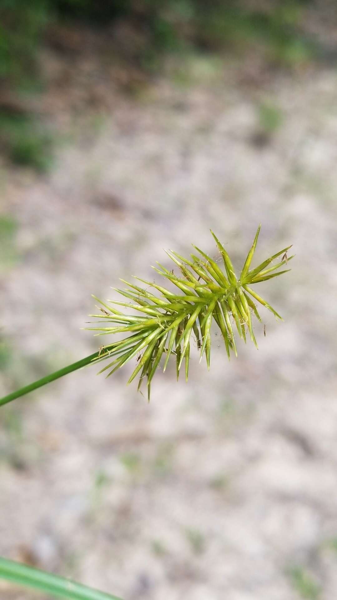 Image of bristly flatsedge