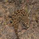 Image of Hemidactylus sataraensis Giri & Bauer 2008