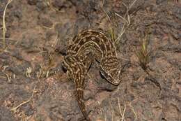 Image of Hemidactylus sataraensis Giri & Bauer 2008