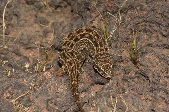 Image of Hemidactylus sataraensis Giri & Bauer 2008