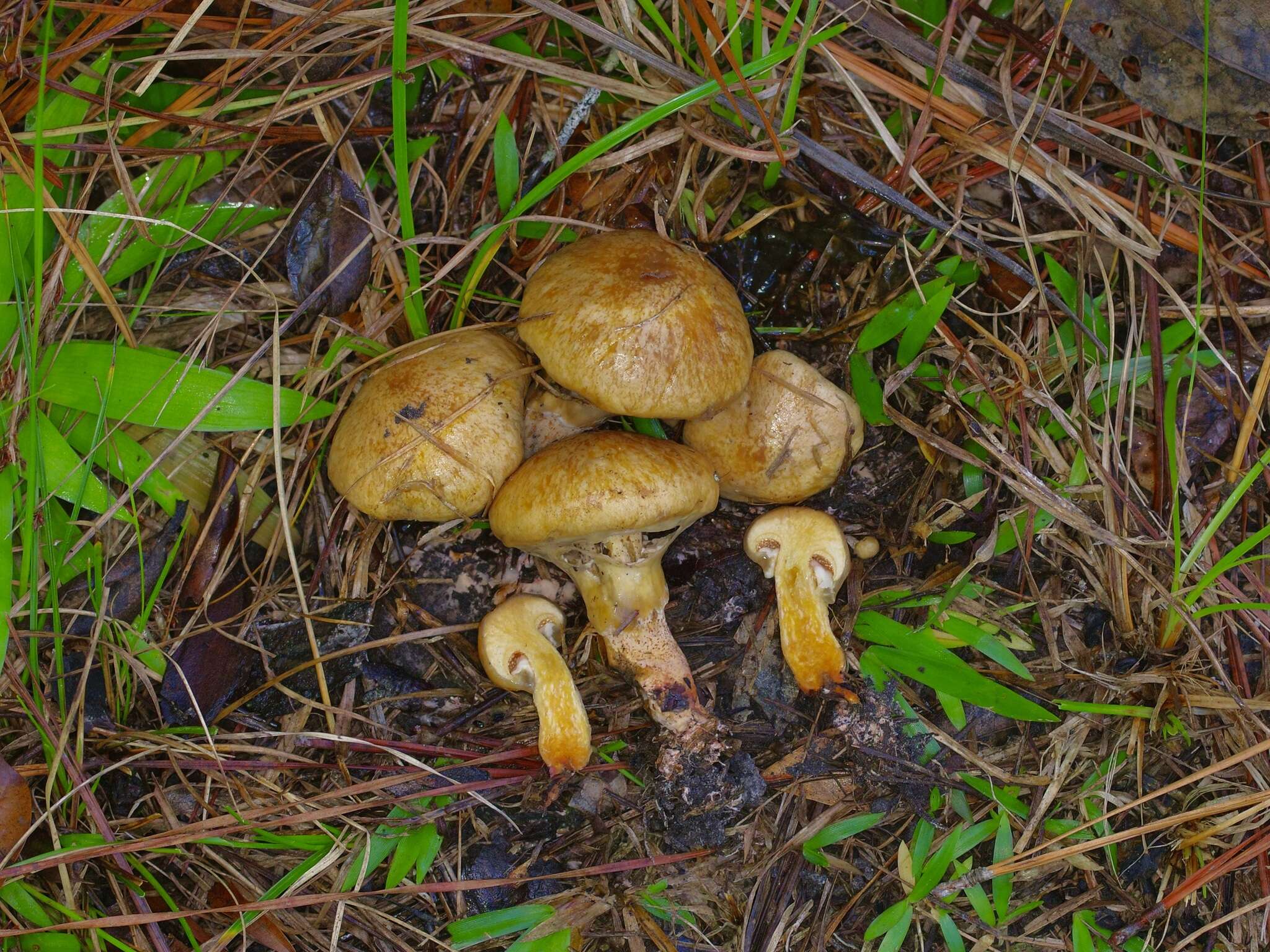 Imagem de Suillus decipiens (Peck) Kuntze 1898