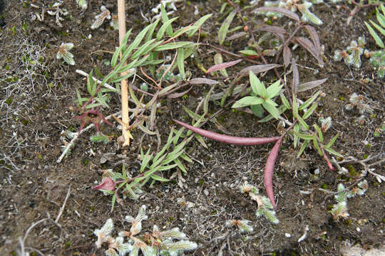 Image of Ceropegia australis (R. A. Dyer) Bruyns