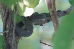 Trimeresurus purpureomaculatus (Gray 1832) resmi