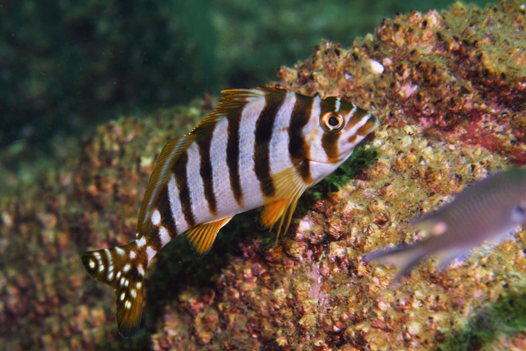 Image of Flag fish