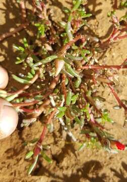 Image of Moss-rose Purslane