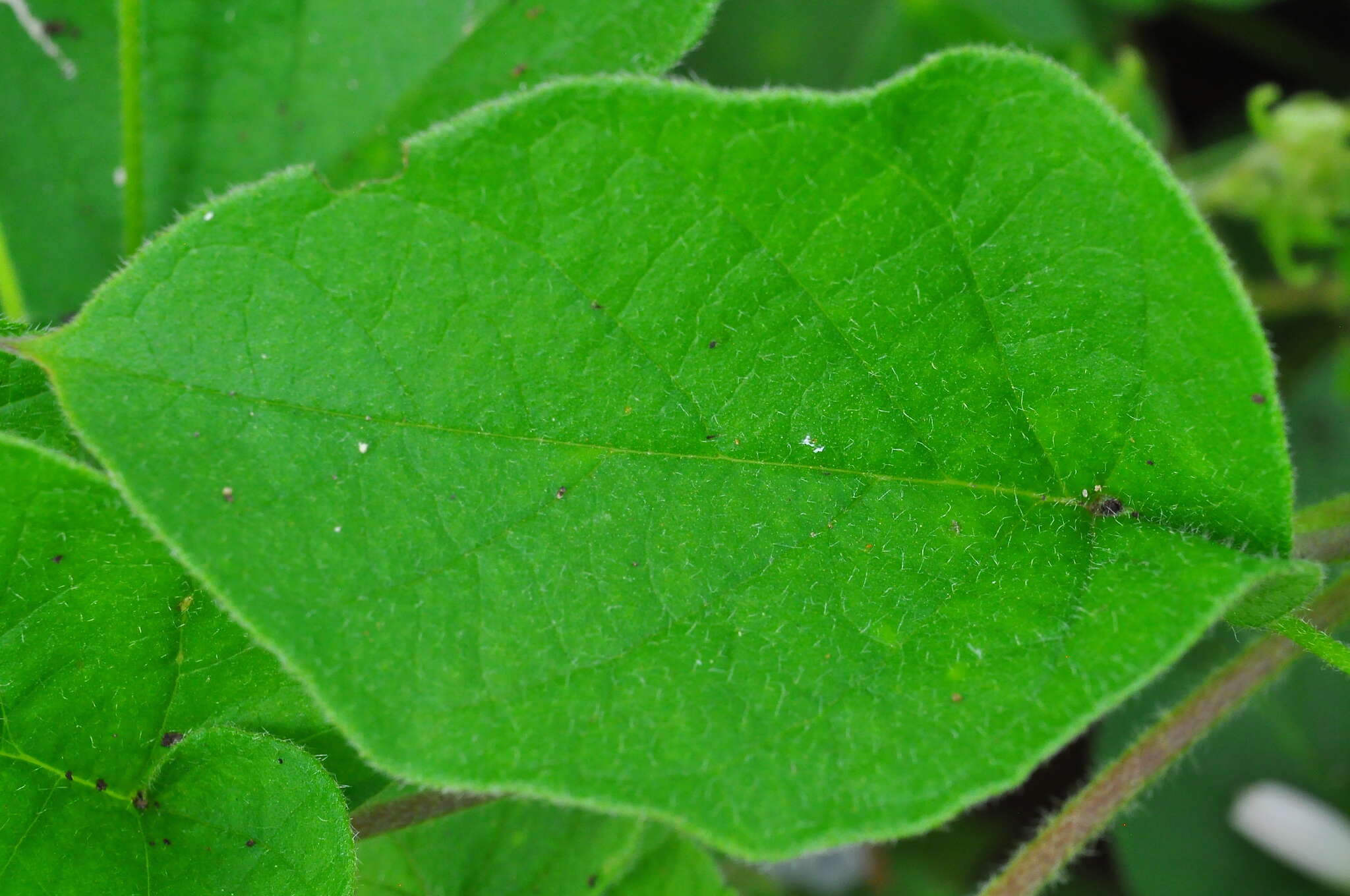 Image of Jacquemontia saxicola L. B. Smith
