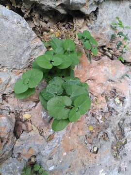 Image of Aristolochia cretica Lam.