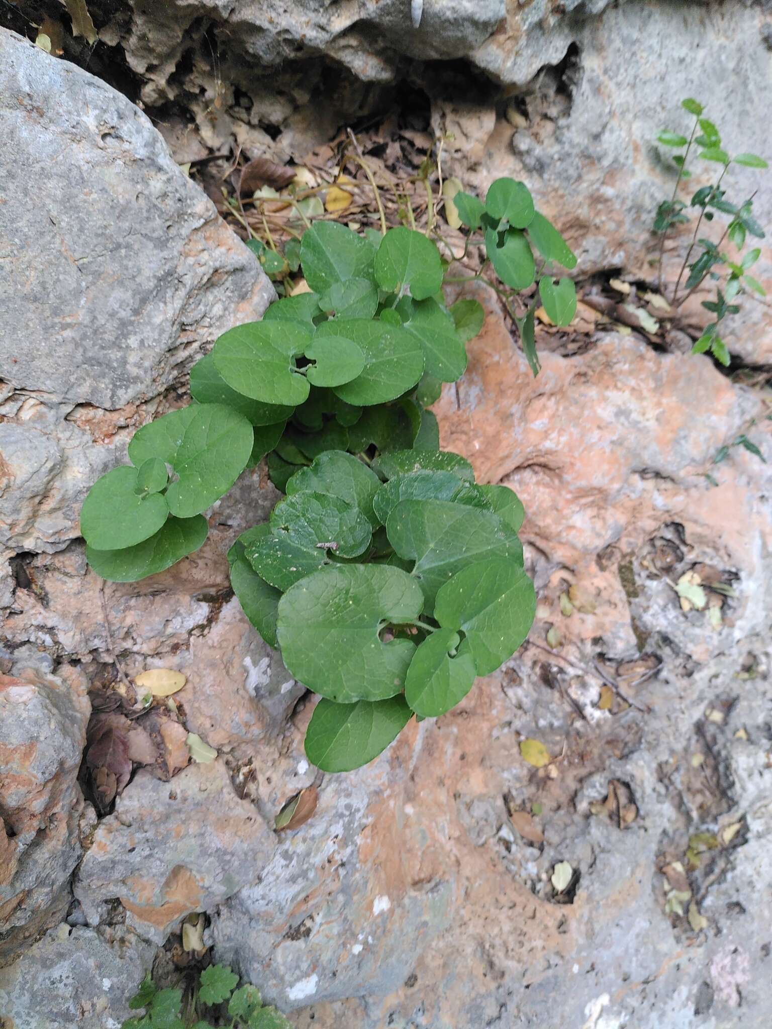 Plancia ëd Aristolochia cretica Lam.