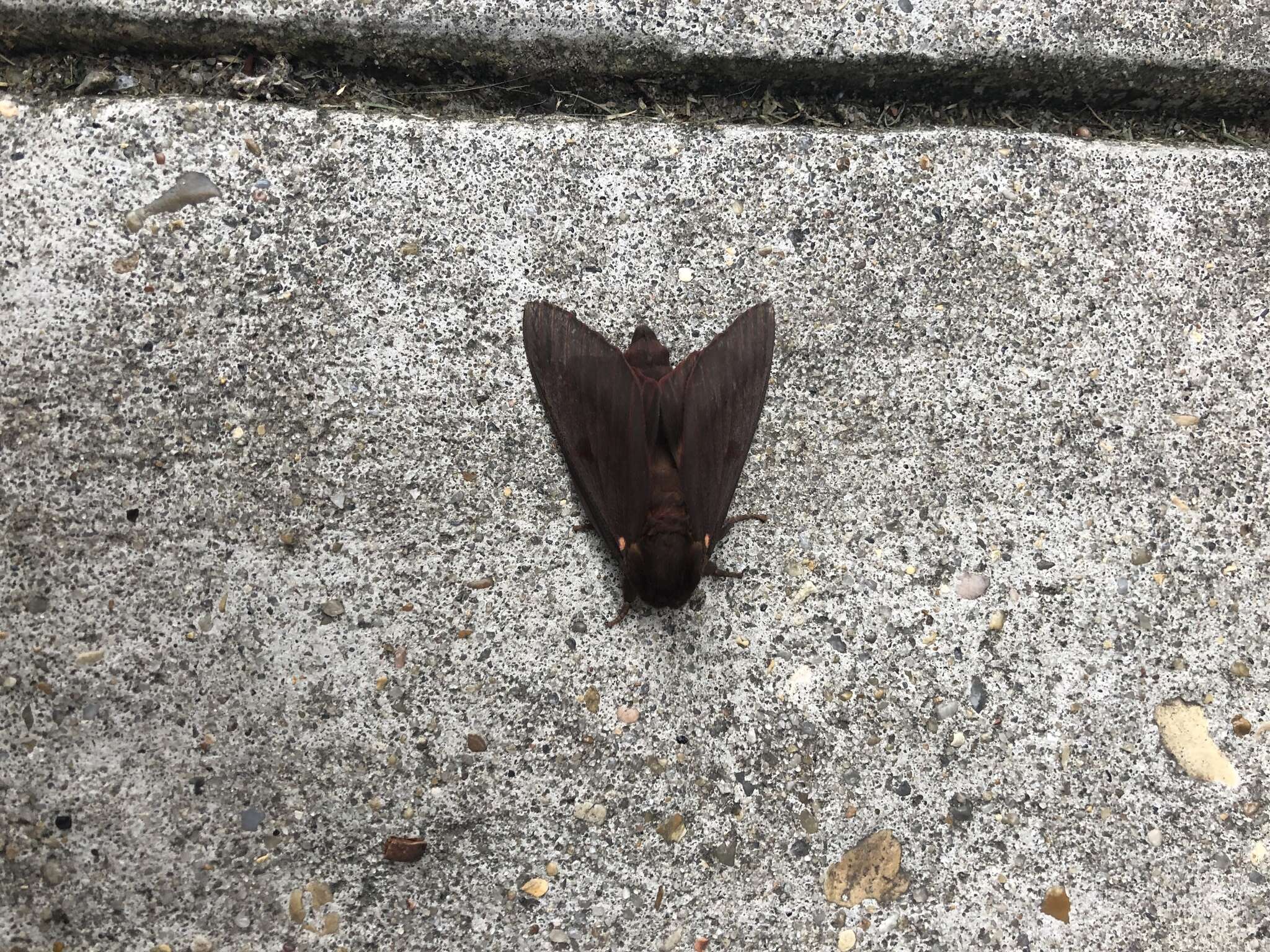 Image of Pine Devil Moth