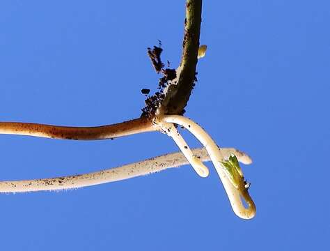 Imagem de Mercurialis ovata Sternb. & Hoppe