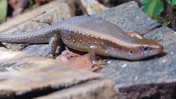 Image of Common Sun Skink