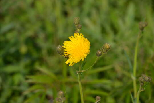 Image of field sowthistle