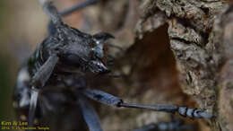 Image of Citrus long-horned beetle