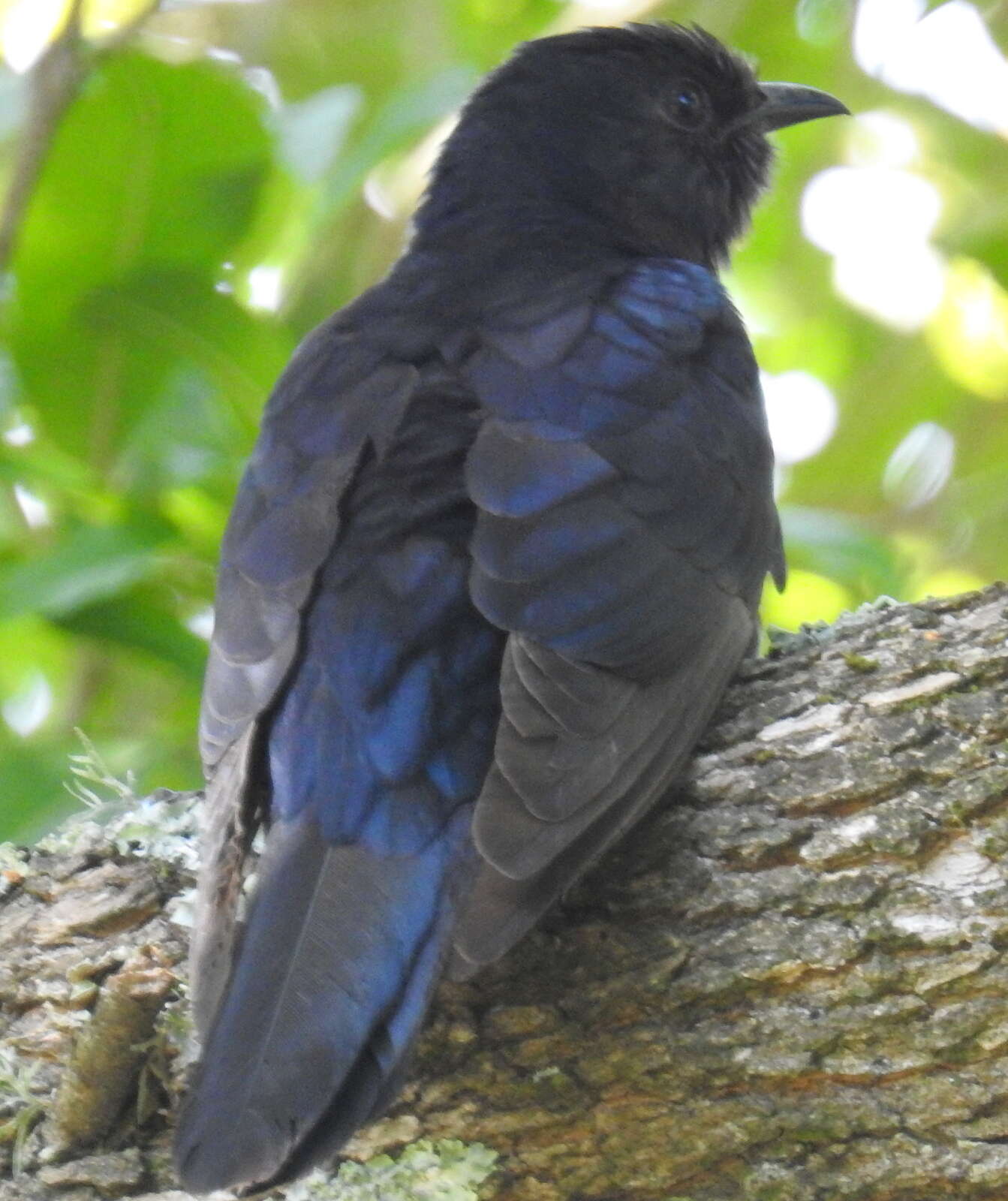 Image of Black Cuckoo