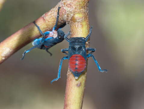 Image de Eurymela distincta Signoret 1850