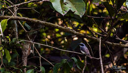 Image of Malabar Woodshrike