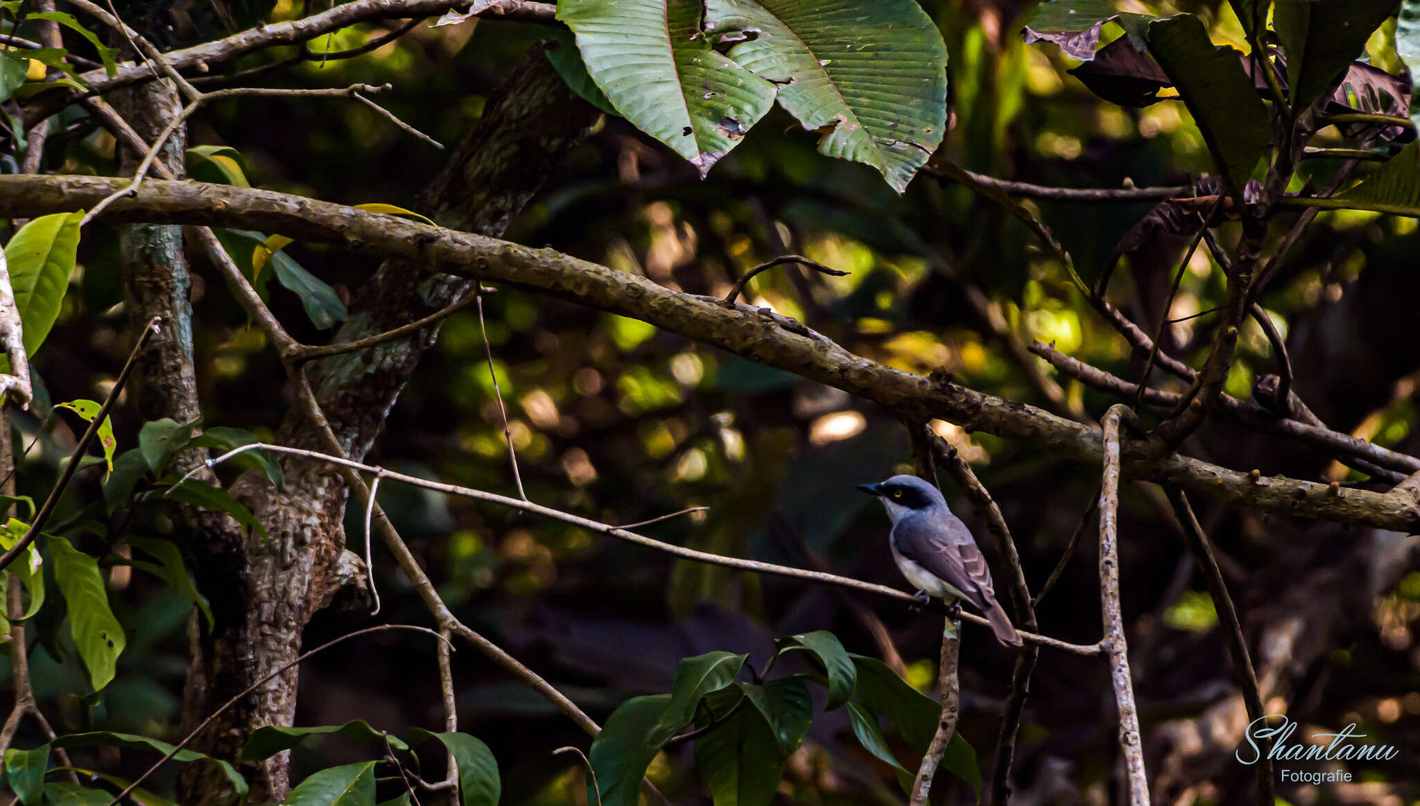 Image of Malabar Woodshrike