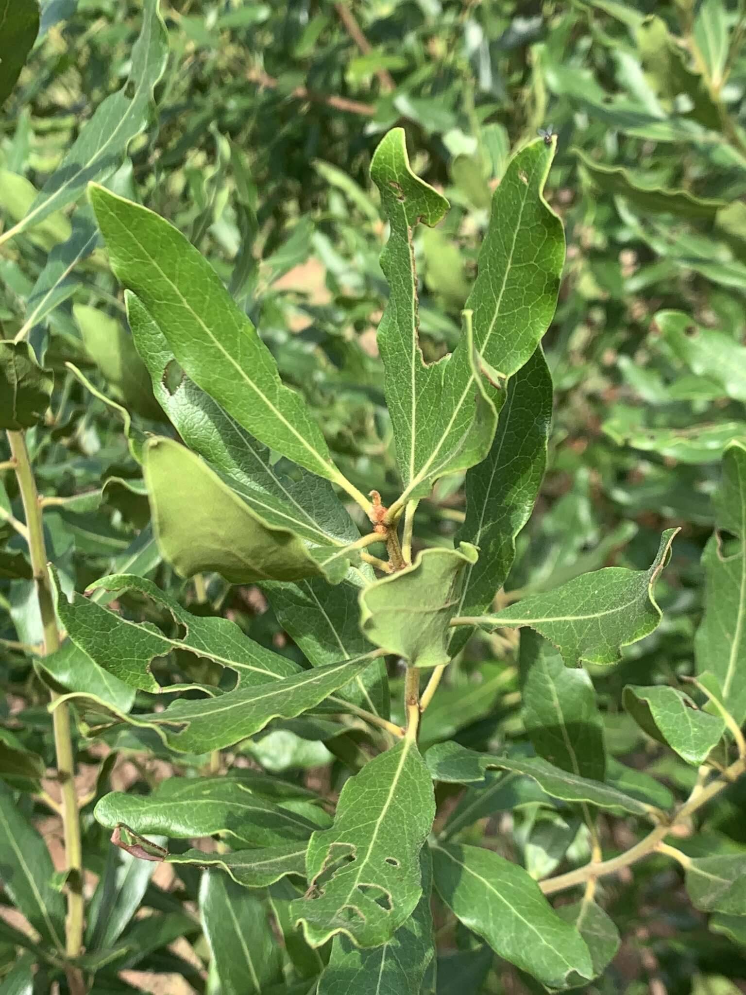 Sivun Euclea natalensis subsp. natalensis kuva