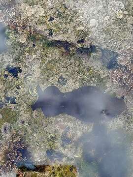 Image of spotted sea hare