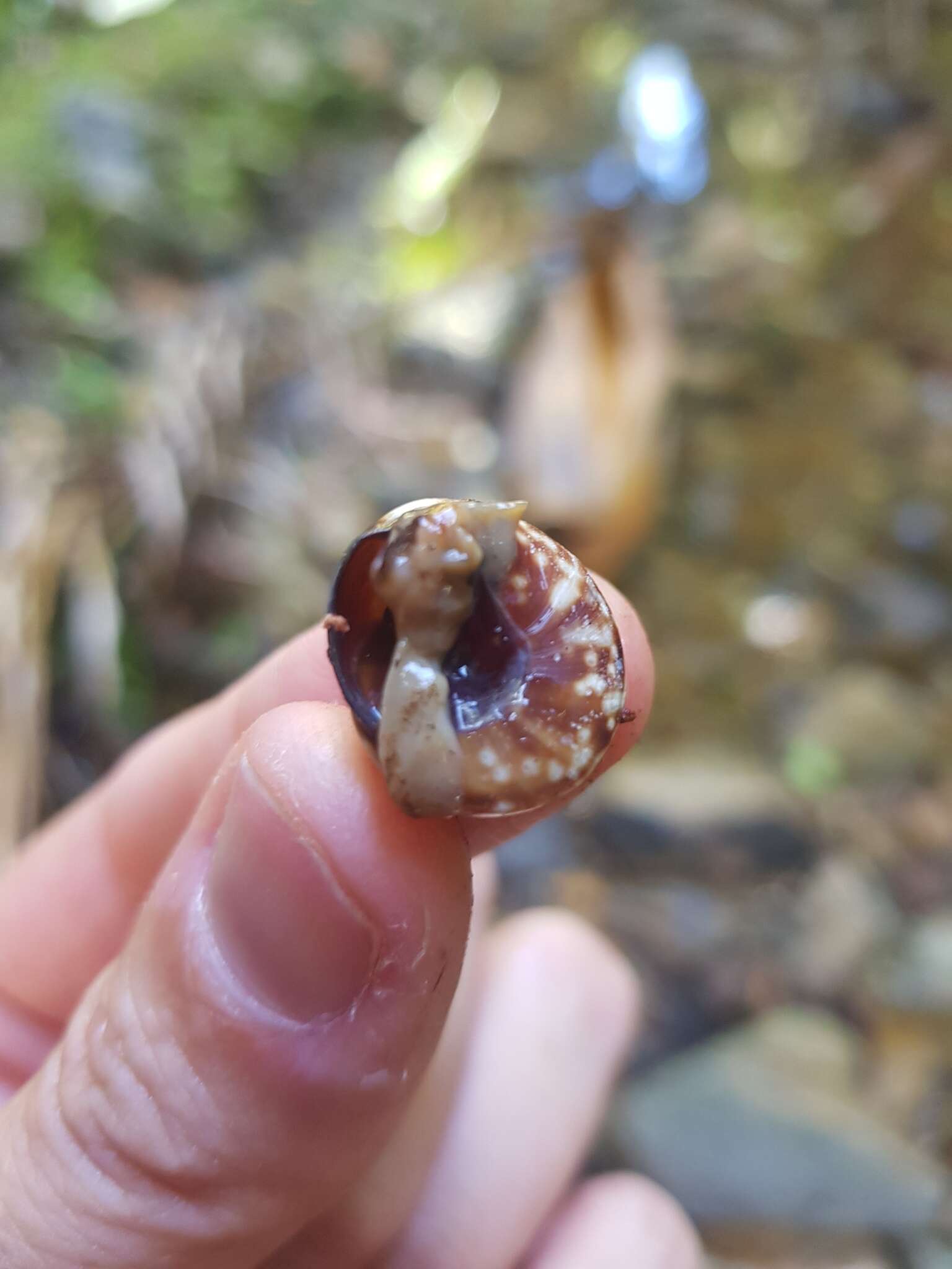 Image of Mottled Treesnail