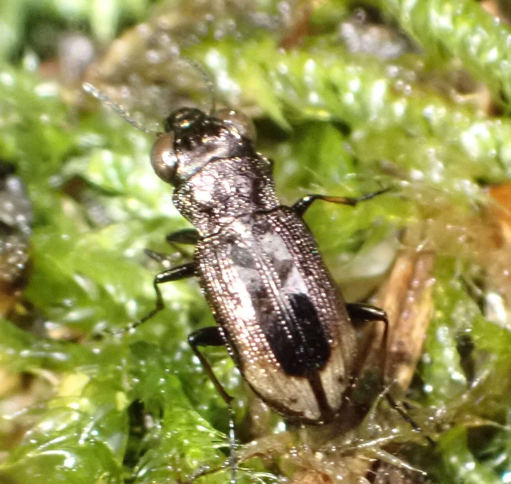 Image of Big-Eyed Bronze Beetle