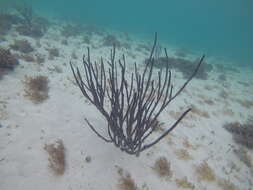 Image of angular sea whip