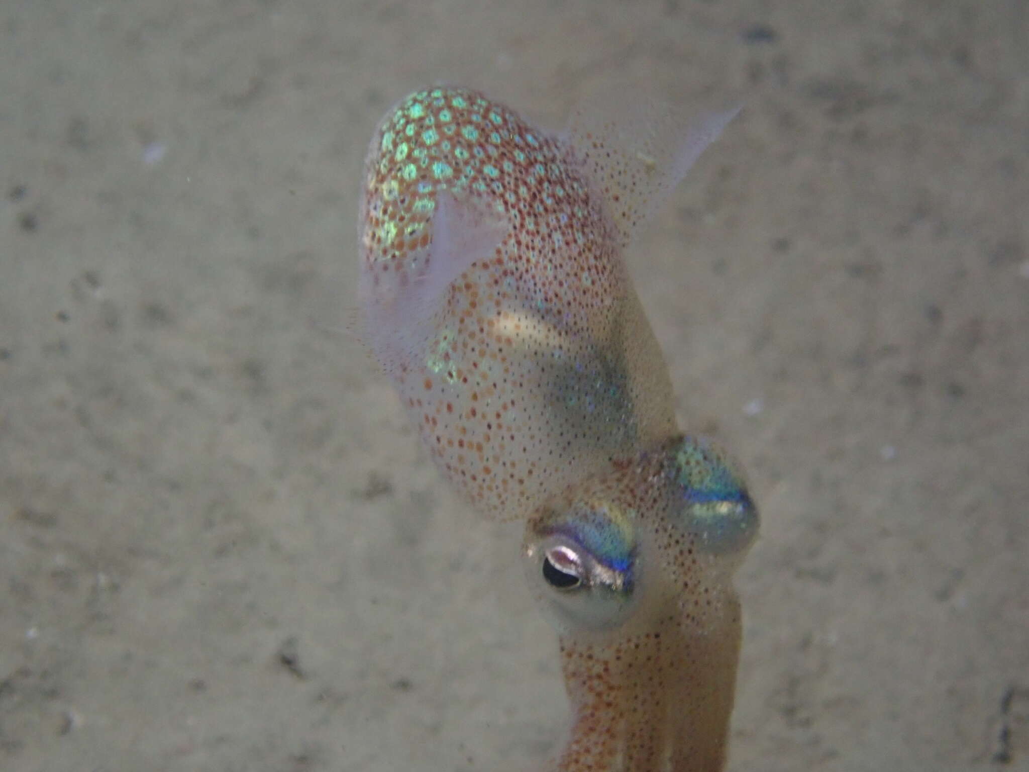 Image of Common Bobtail Squid